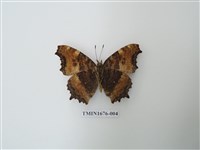 藏品(緋蛺蝶)的圖片